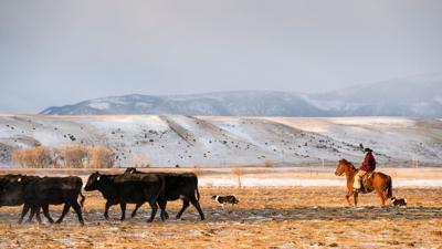 Mishima Reserve looking for Angus producers