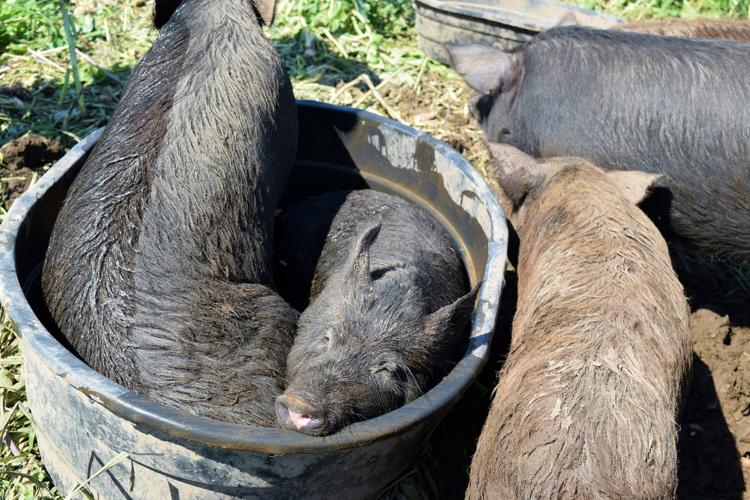 Mulefoots in water tub