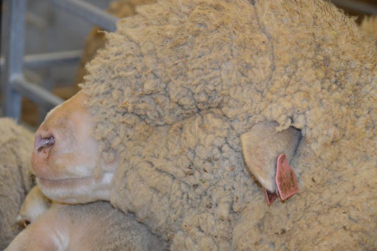 Sheep shearing industry 6.JPG