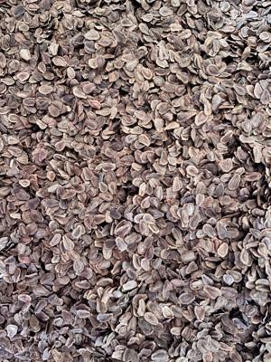 Milkweed 9.JPG