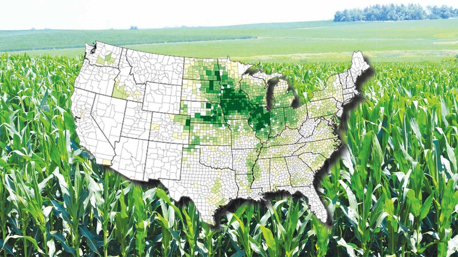 Changing Climate May Shift The Corn Belt Slightly