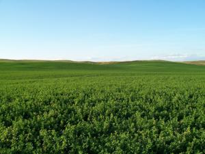 Implementing alfalfa into your grazing system