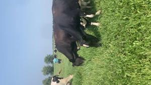 Grazing dairy herd