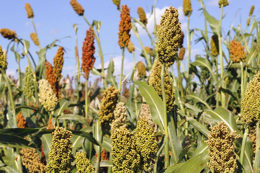 Sorghum in field
