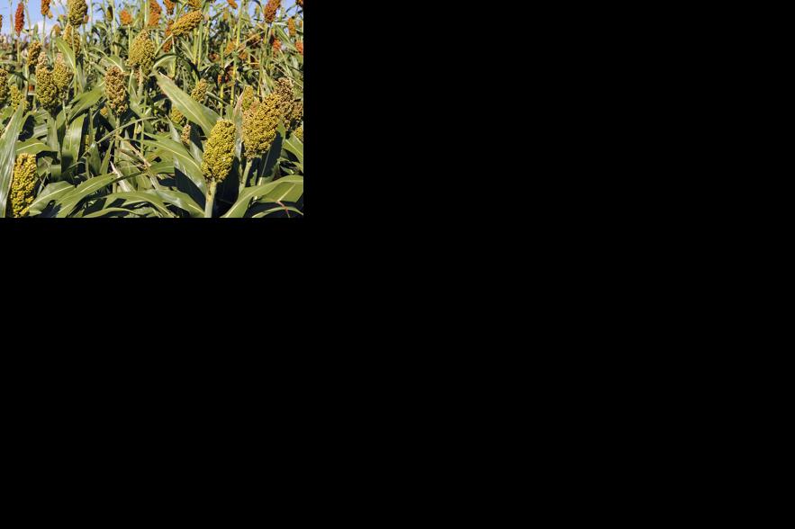 Sorghum in field