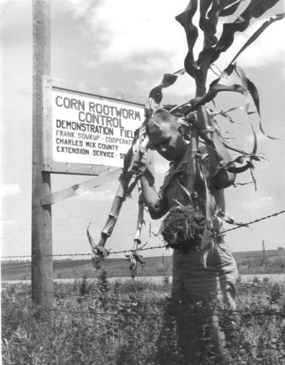 Rootworm history