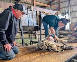 Shearing school 2.jpg