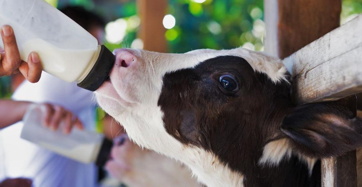 Cold milk risks big problems