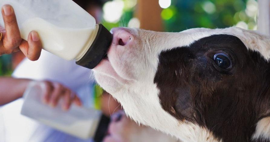 Cold milk risks big problems