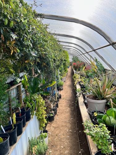 Lorenzen family produce 3.jpg