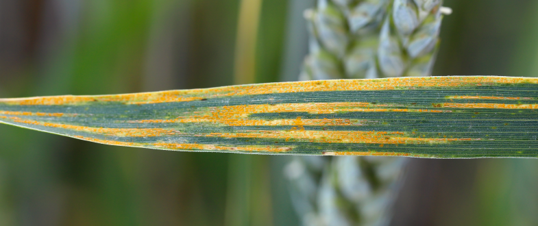 Stripe rust