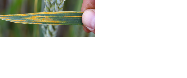 Stripe rust