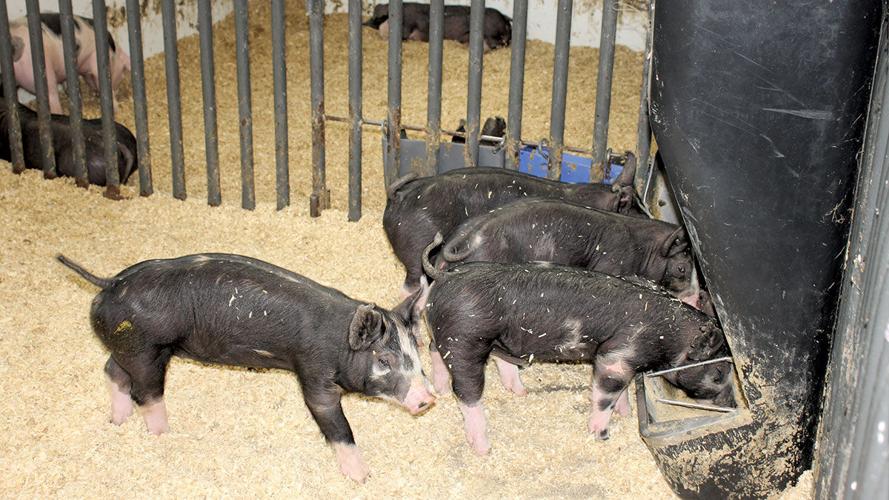 Eight-week-old pigs