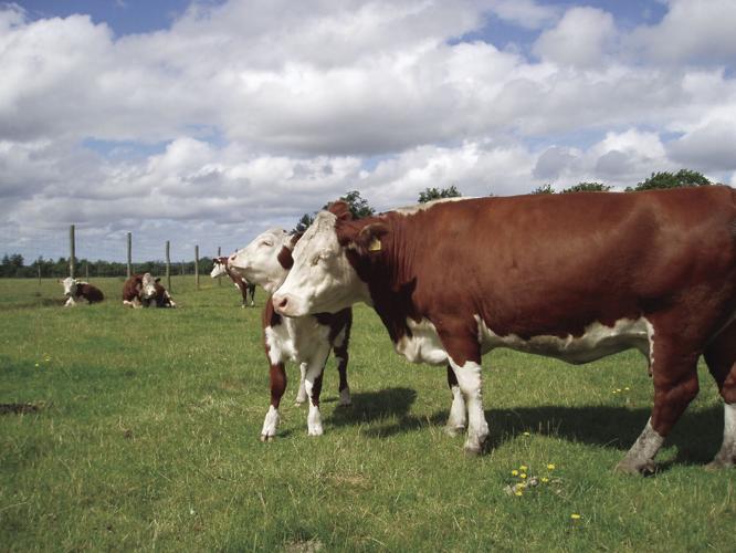 Herefords 4.jpg