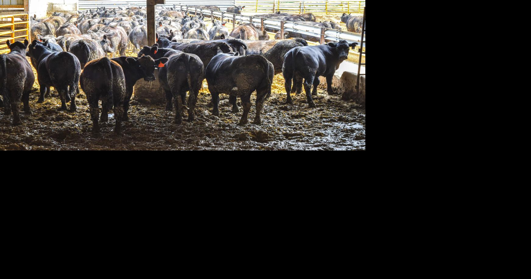 Consumer signals move quickly in beef market