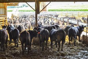 Consumer signals move quickly in beef market