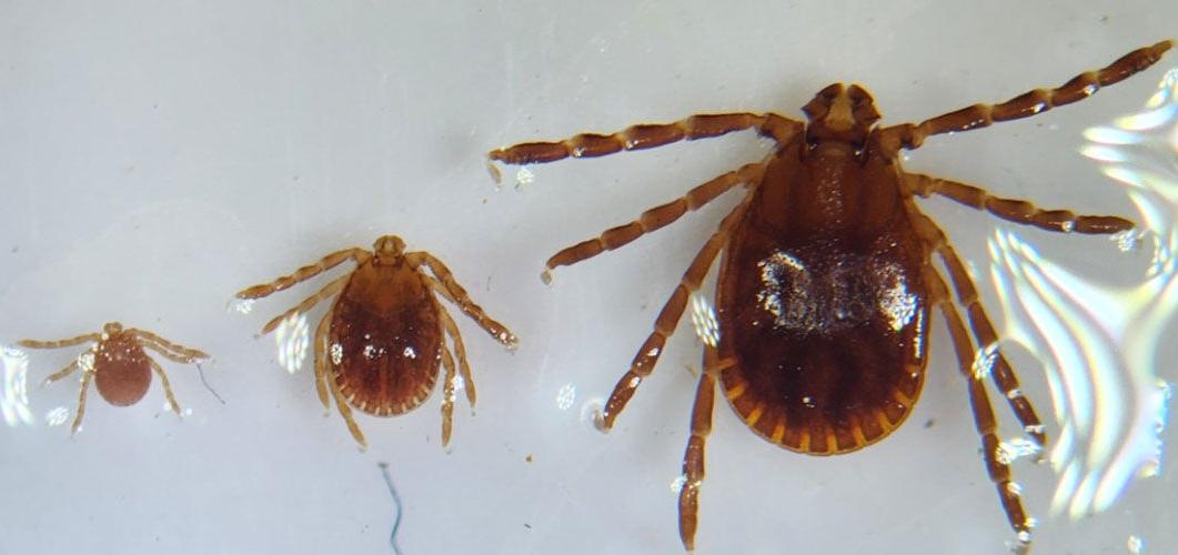 Asian longhorned tick