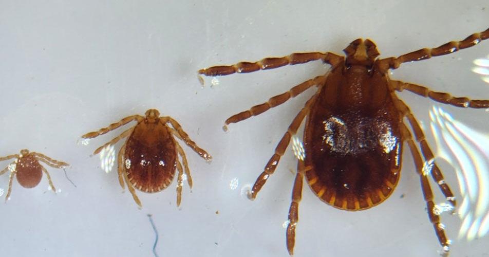 Tick species emerges as new threat