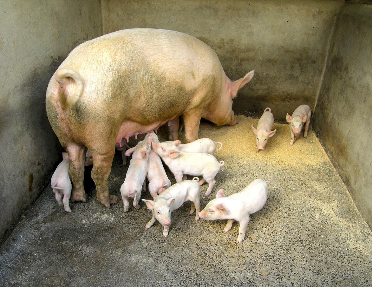 Piglets with sow