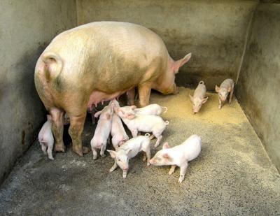Piglets with sow