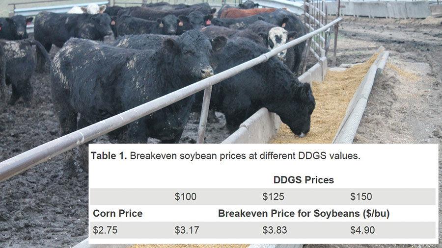 Adding value to soybeans through cattle feed Livestock