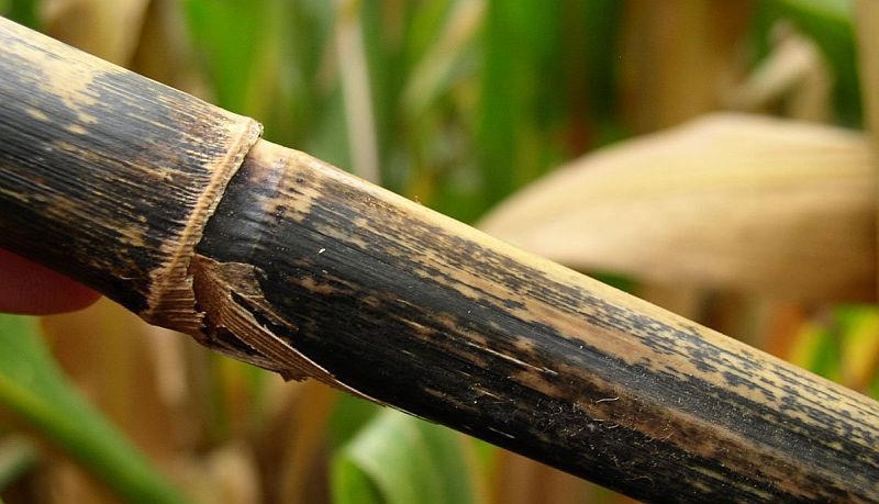 Anthracnose on corn stalk