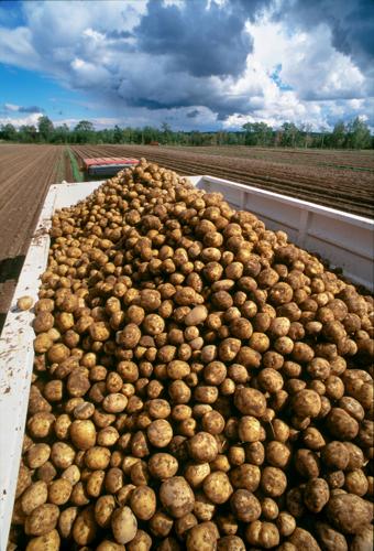 Potatoes being transported