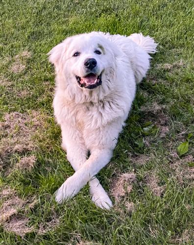 Candid Canine Corner