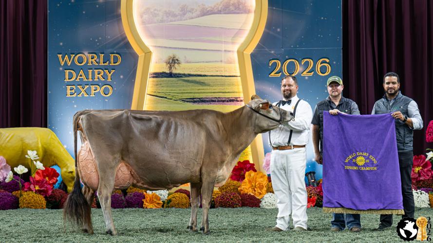 Supreme Champion Cow