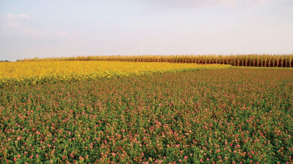 Crop diversity doesn’t sacrifice yield