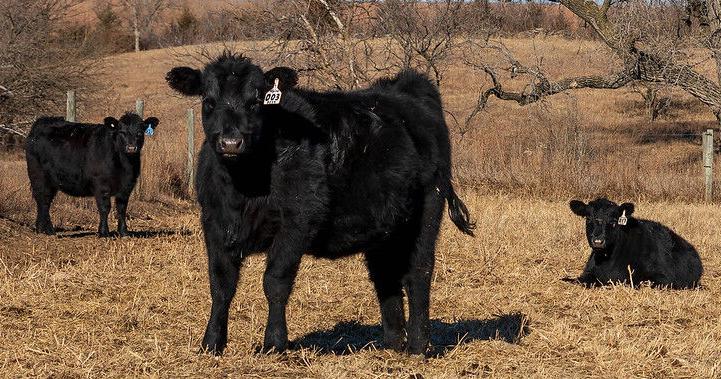 Help heifers ahead of breeding - Vimarsana News