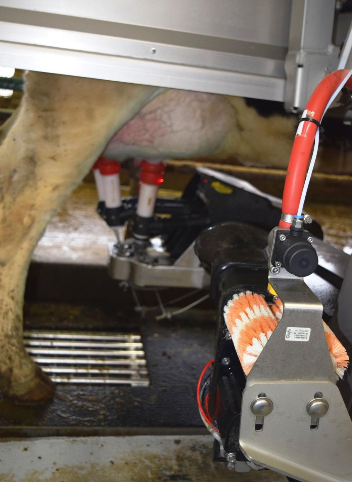 Roboticmilking systems reaching tipping point Dairy