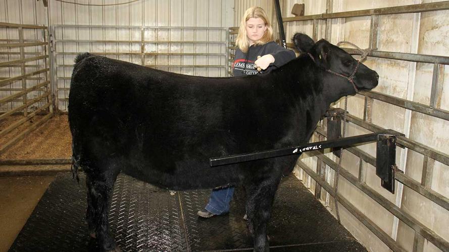 Paige Lemenager grooms her heifers
