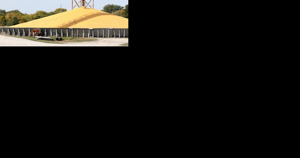 Corn exports hit marketing year high - Vimarsana News