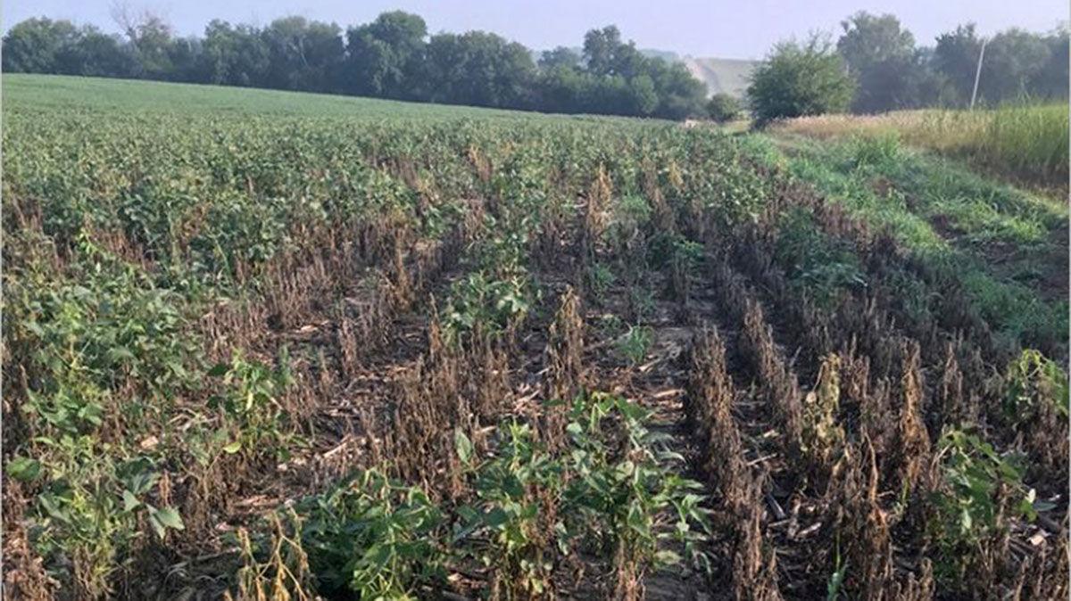 damage from soybean gall midge
