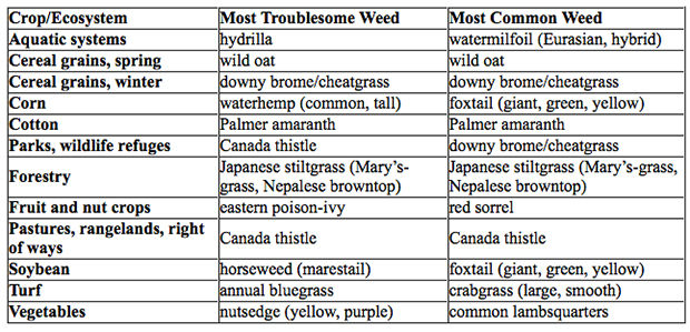 key crops and ecosystem weeds