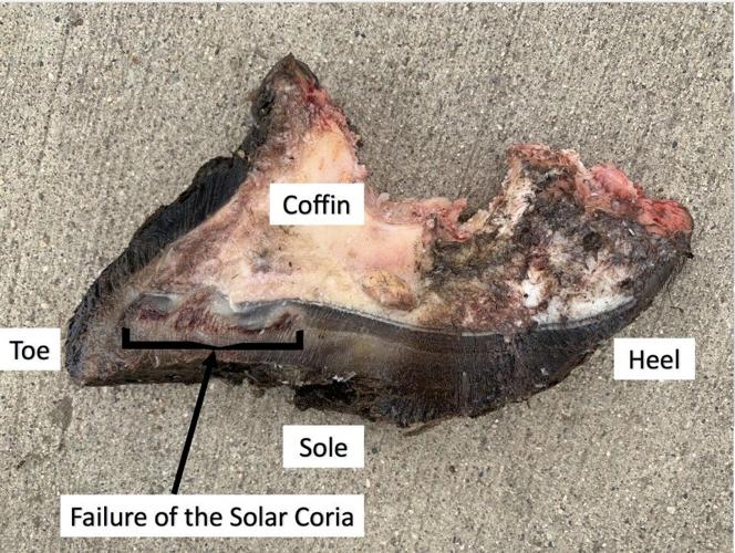 Vet Report foot abscess 3.jpg