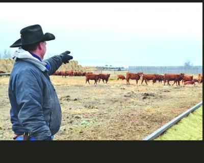 McHenry County rancher