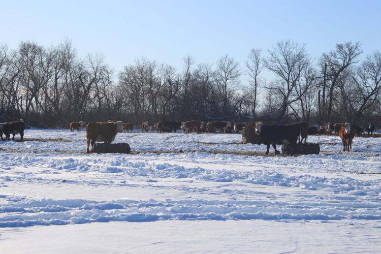Overwintering cows