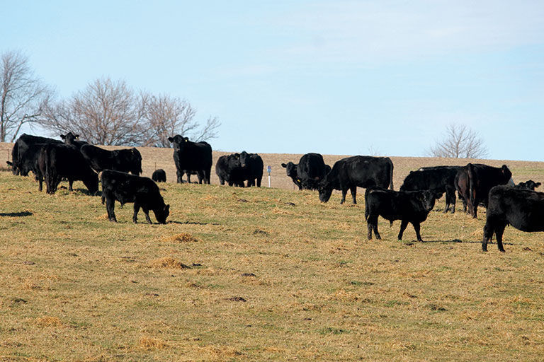 U.S. and Canadian cattle