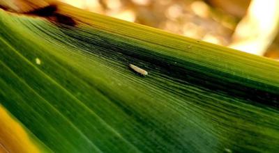 Corn leafhopper