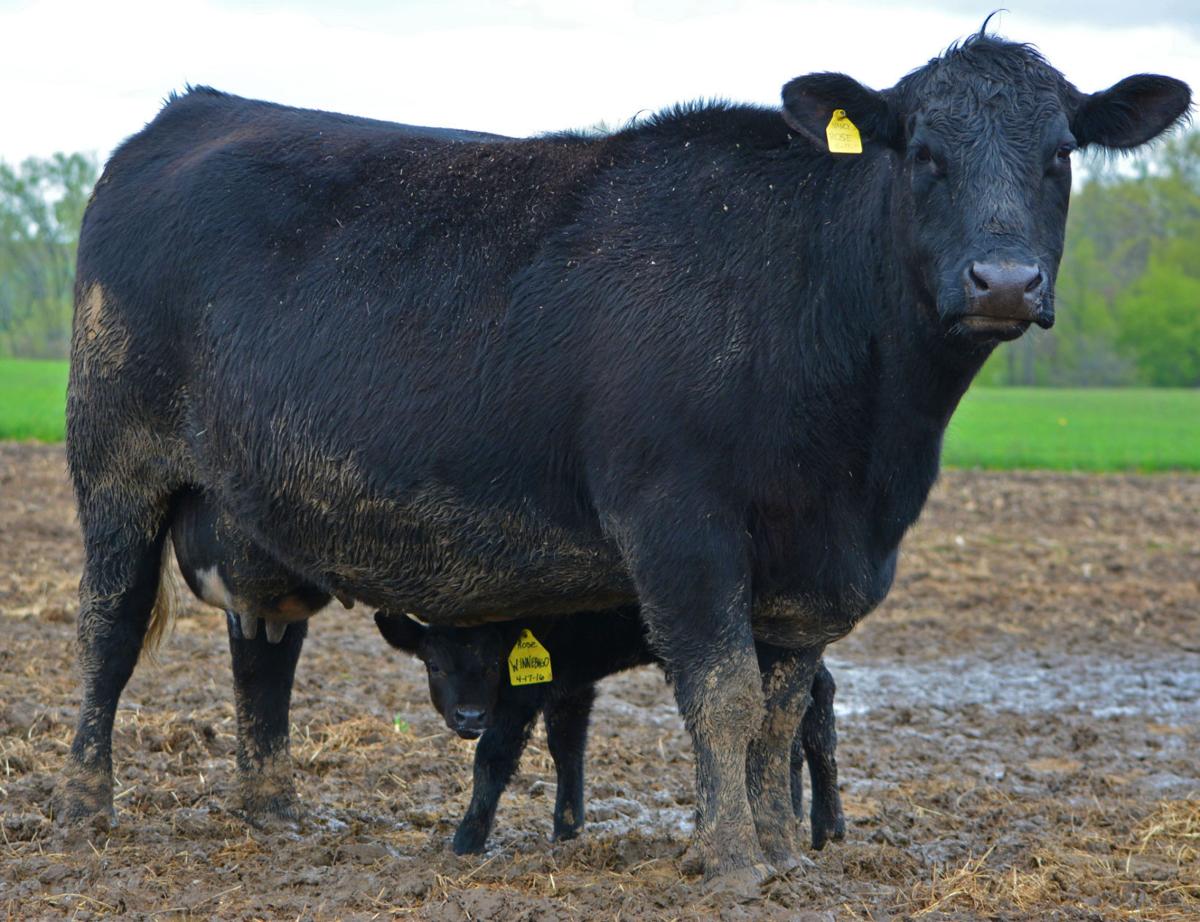 Black Angus