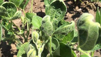 Leaf cupping can be one sign of dicamba drift