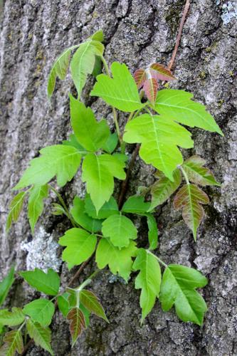 Poison ivy