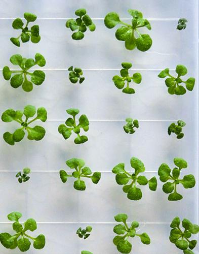 Arabidopsis thaliana plants