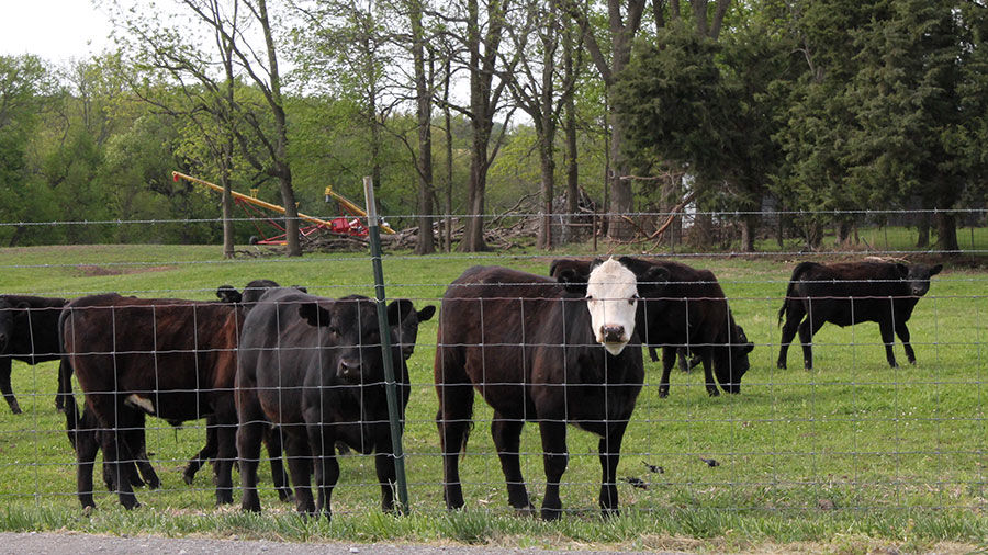 Cattle grazing