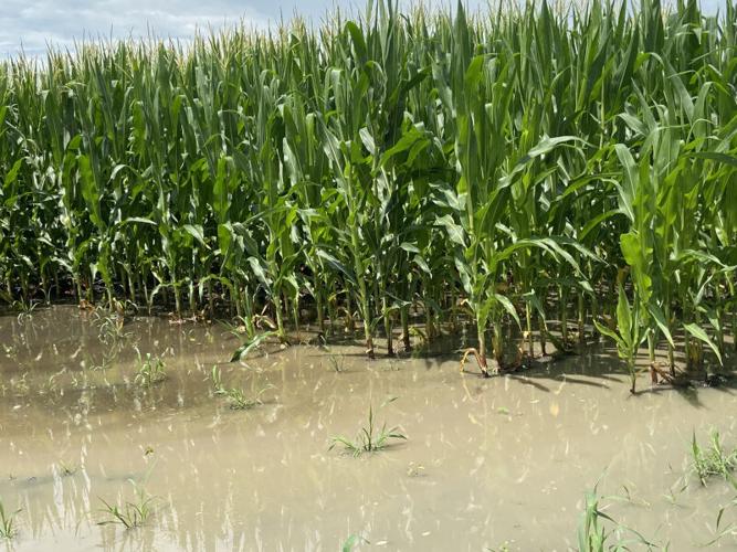 Flooded cornfield