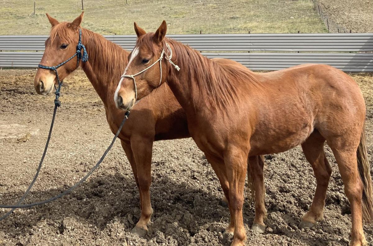 Robinson family raises Red Angus/Charolais cross in north central MT