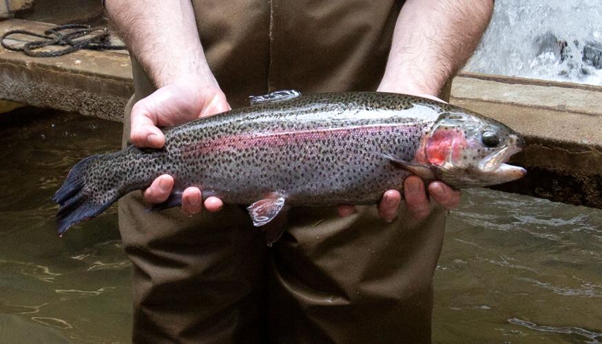 Shrimp farming (6).jpg