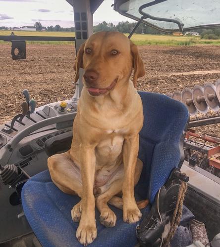 Candid Canine Corner